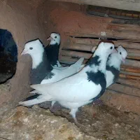 طوق|پرنده|زاگرس, |دیوار