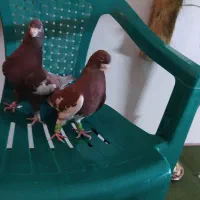 کبوتر پرشی|پرنده|شیراز, گود عربان|دیوار
