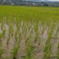 زمین مسکونی  ۳۰۰ متری