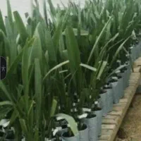 نخل مجول مراکشی اصلی  در کشور