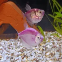 آکواریوم به همراه ماهی و لوازم|ماهی|ری, سیزده آبان|دیوار