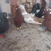 پرنده کبوتر