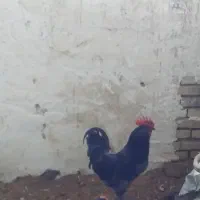۵ عدد خروس