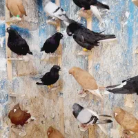 دمسفید وکلاغ|پرنده|اهواز, نادری|دیوار