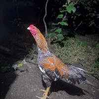 مرغ لاری|حیوانات مزرعه|آستارا, |دیوار