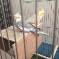 جفت عروس هلندی مولد بازمانت و جوجه