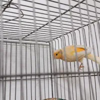 دوتا نر یه ماده صحیح و سالم مست
