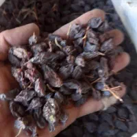 مویز درجه ۱|عمدهفروشی|شیراز, گلستان|دیوار