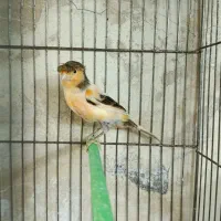 قناری نر مست  آماده جفت