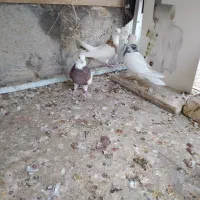 کبوتر طوقی|پرنده|اصفهان, بوستان ناژوان|دیوار