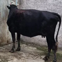 گاو دورگ ۱۵ روز مانده به زایمان|حیوانات مزرعه|رشت, پسیخان|دیوار