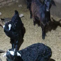 بز بزغاله چپیش|حیوانات مزرعه|ساوه, |دیوار