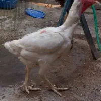 مرغ و خروس لاری|حیوانات مزرعه|رباطکریم, رباطکریم|دیوار