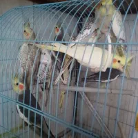 عروس هلندی مولد با جوجه وبدون جوجه|پرنده|رشت, سعدی (تختی)|دیوار