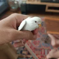 مرغ عشق سفید نر|پرنده|شیراز, شهرک مهدیه|دیوار