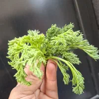 جاشیر خشک و تر