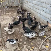 اردک خارجی|حیوانات مزرعه|القجر, |دیوار