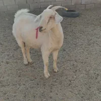 بزسانن|حیوانات مزرعه|درمیان, |دیوار