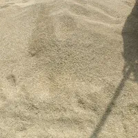 جو شانه ای دیم