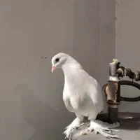 فروش یک عدد کبوتر لوتی