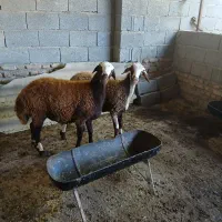 توقلی .گوسفند|حیوانات مزرعه|انبارآلوم, |دیوار