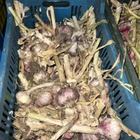 سیر تر کیلویی ۵۵ تا ۶۰ فروش فوری یا تهانر