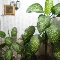 گل دیفن|گل و گیاه طبیعی|شهرکرد, |دیوار