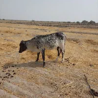 گاو چهار ماهه اوستن|حیوانات مزرعه|قلعه گنج, |دیوار