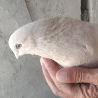 فروش کبوتر