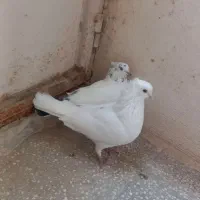 کفتر|پرنده|کاشان, راوند|دیوار
