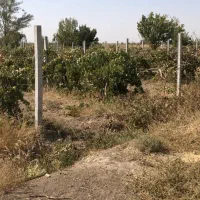 فروش باغ ۱۵۰۰ متری در سرداراباد با قیمت مناسب