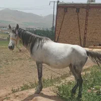 اسب نقد ونسیه