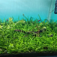 فروش اکواریوم پلنت