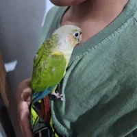 عروس هلندی هدلایت کوتوله گرینچک|پرنده|شیراز, فرودگاه شهید دستغیب شیراز|دیوار