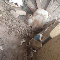خرگوش بار دار فروش فوری|موش و خرگوش|بیرجند, |دیوار