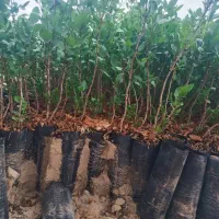 فروش نهال پسته منطقه برخوار|گل و گیاه طبیعی|حبیب آباد, |دیوار