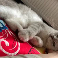 اسکاتیش سیلور بریتیش