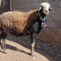 دو عدد ورن افشار جوان