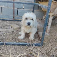 سگ پشمالو نژاد آمریکایی