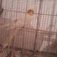 عروس هلندی