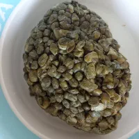 گیاه دک