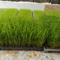 نشا|گل و گیاه طبیعی|رستم‌آباد, |دیوار
