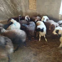 بره پایه پروار|حیوانات مزرعه|زنده رود, |دیوار