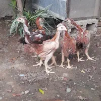 جوجه لاری اصل افغان