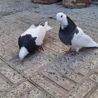 یک جفت طوقی