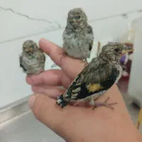 جوجه سهره مال منطقه خرم‌آباد ۳تا نر ب شرط