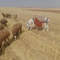 الاغ نر