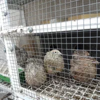 بلدرچین تخم گزار