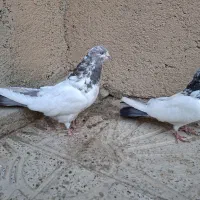 کله‌دم‌سرکی|پرنده|لالجین, |دیوار