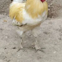 خروس و مرغ